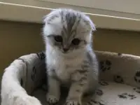 Шотландские вислоухие котята, фотография 10