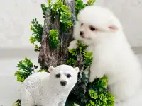 Померанский шпиц, девочка, фотография 7