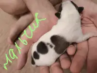 Чихуахуа щенки, фотография 6