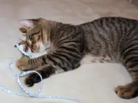Домашний котенок 4 мес. Друг во всём. Залазит на плечи и целуется, фотография 9