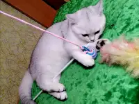 Британские котята, фотография 3