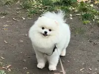 Померанский шпиц мальчики, фотография 7