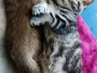 Шотландские котята. Скоттиш-страйт, фотография 4