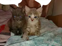 Котята