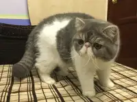 Экзотические короткошёрстные котята, фотография 11