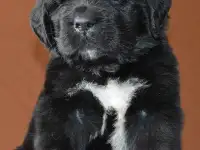 щенки ньюфаундленда, фотография 2