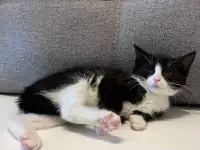 Котёнок в дар, фотография 4