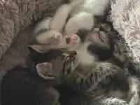 Котята в дар от домашней кошечки
