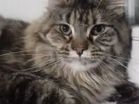 Мейн Кун, фотография 5