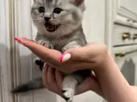 Шотландские котята, фотография 4