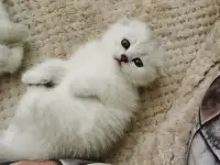 Продам котят, фотография 5