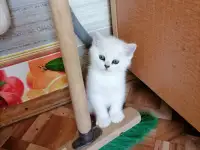 Британские котята, фотография 3