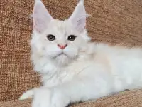Мейн-кун, фотография 3