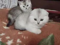 Плюшевые котики