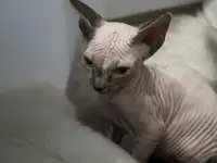 Канадский сфинкс котята, фотография 2