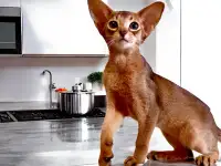 Абиссинские котята, фотография 3