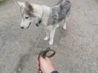 Отдам даром хаски, фотография 4