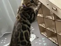 Бенгальский котенок. Мальчик, фотография 5