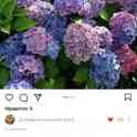 Саженцы клубники по технологии фриго, фотография 4