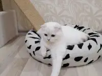 Котята, фотография 4