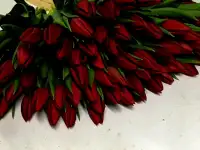 Тюльпаны опт красные. Документы., фотография 4