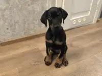 Доберман