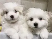 Щенки болонка и итальянский шпиц