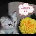 Шотландские котятки, фотография 3