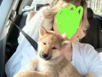 Сиба Ину продажа, фотография 3