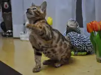 Бенгальская кошечка, фотография 2