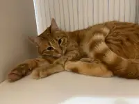 Рыжая кошечка котенок Мандаринка ищет дом и семью!, фотография 7