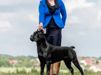 Вязка, ИТАЛЬЯНСКИЙ КАНЕ КОРСО, фотография 4
