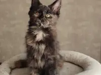 Котятa Мейн Куны из серцифицированного питомника