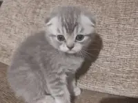 Продам котят шотландской породы, фотография 4