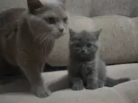Британская короткошерстная девочка., фотография 2