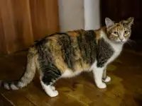 Трехцветная кошечка Злата в дар
