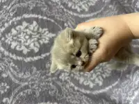 Шотландские котята, фотография 4