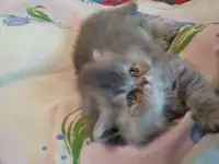 Экзотические плюшевые короткошетстные мраморные котята, фотография 5