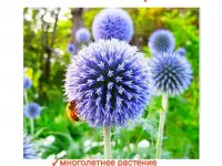 Мордовник шароголовый семена - лекарственное растение и отличный медонос, фотография 5
