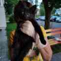 Котенок Анфиса ищет дом!, фотография 5