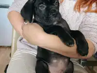 Щенки Кане Корсо, фотография 2