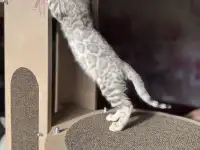 Бенгальский мальчик СЕРЕБРО, фотография 2