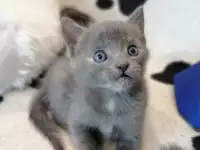 Котята Русская голубая, фотография 2