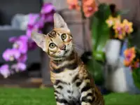Бенгальские котята из питомника: котик
