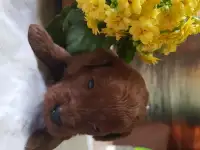 Продаются щенки пуделя, фотография 1