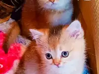 Шотландские вислоухие котята, фотография 4