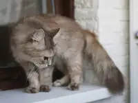 Серая пушистая кошка Шелли в самые добрые ручки!, фотография 7