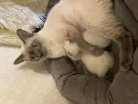 Котята Меконгский бобтейл, фотография 3