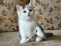 Шотландские котята яркого окраса, фотография 5