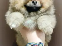 Померанский шпиц щенки. Мини мишки, фотография 5